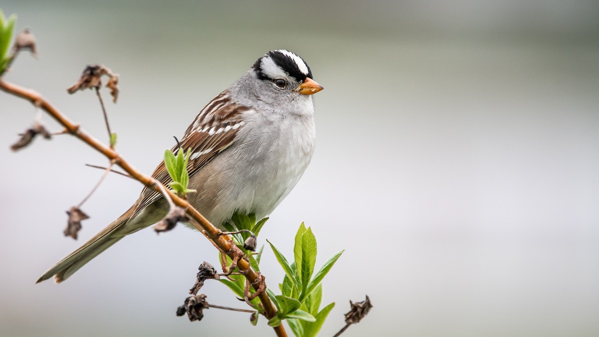 White-crowned Sparrow - Mason Maron