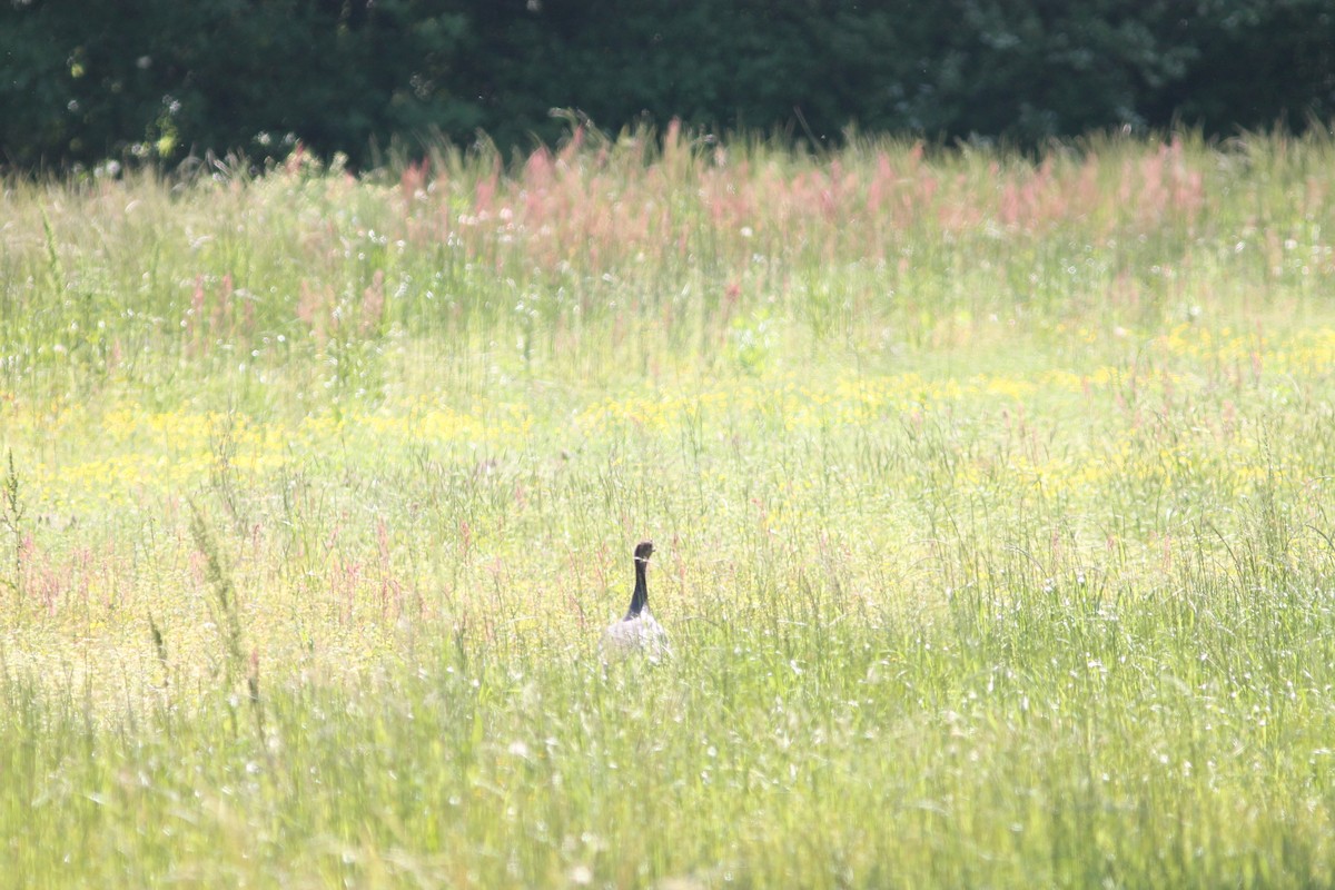 Wild Turkey - ML230168751