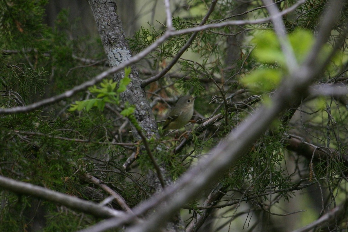 Ruby-crowned Kinglet - ML230169161