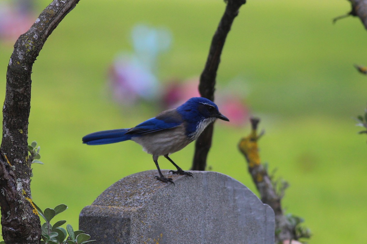 California Scrub-Jay - ML23017021