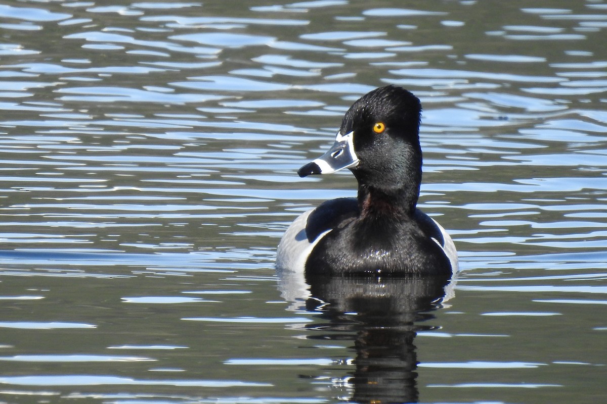 Ring-necked Duck - ML230170711