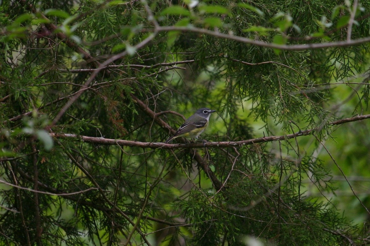 Blue-headed Vireo - ML230170971