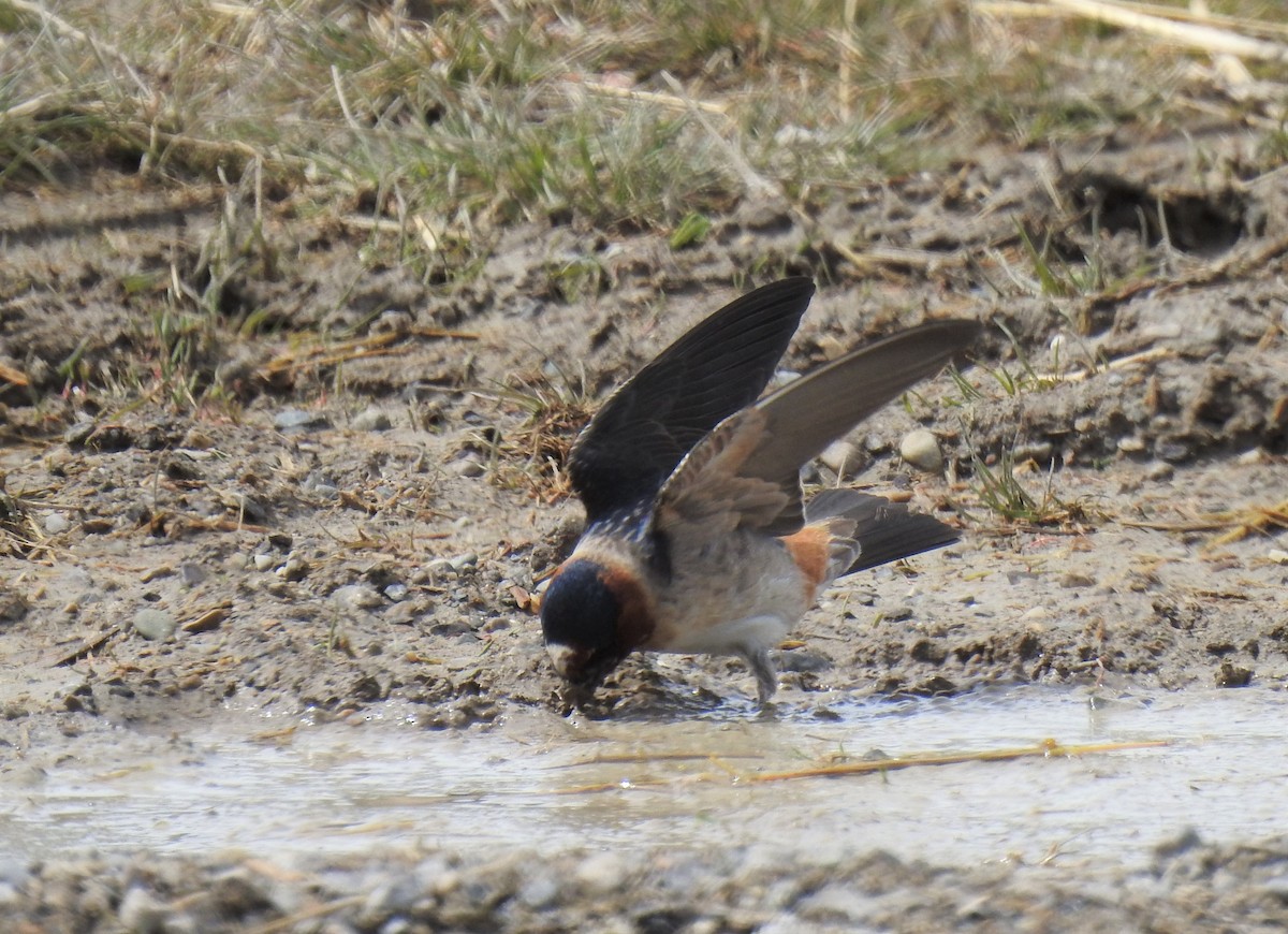 Cliff Swallow - ML230171091