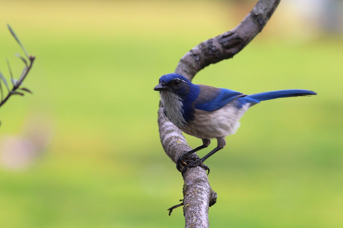 California Scrub-Jay - ML23017121