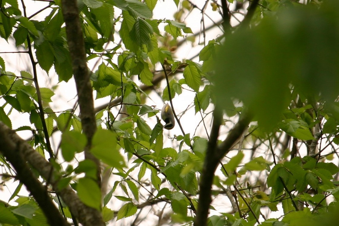 Golden-winged Warbler - ML230171751