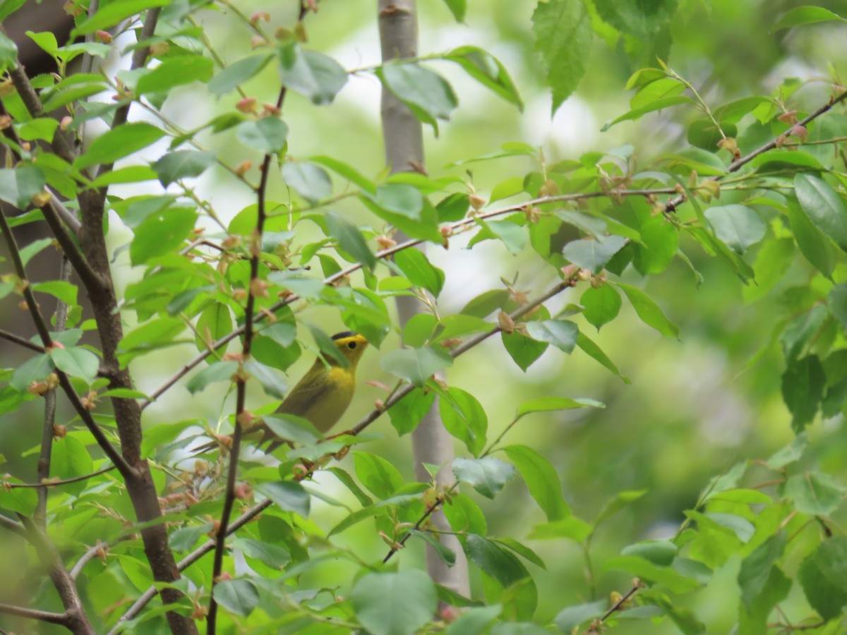 Wilson's Warbler - Megan King