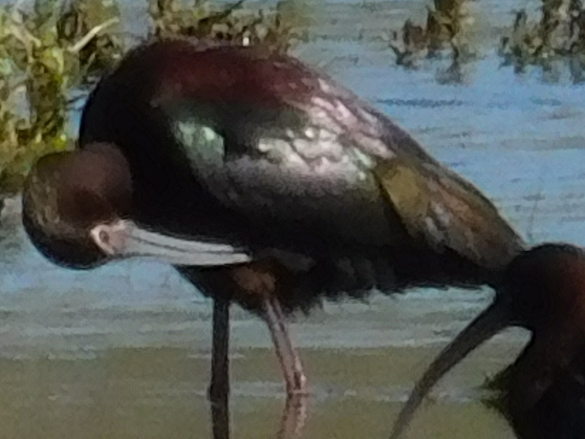 White-faced Ibis - Thomas Mudd