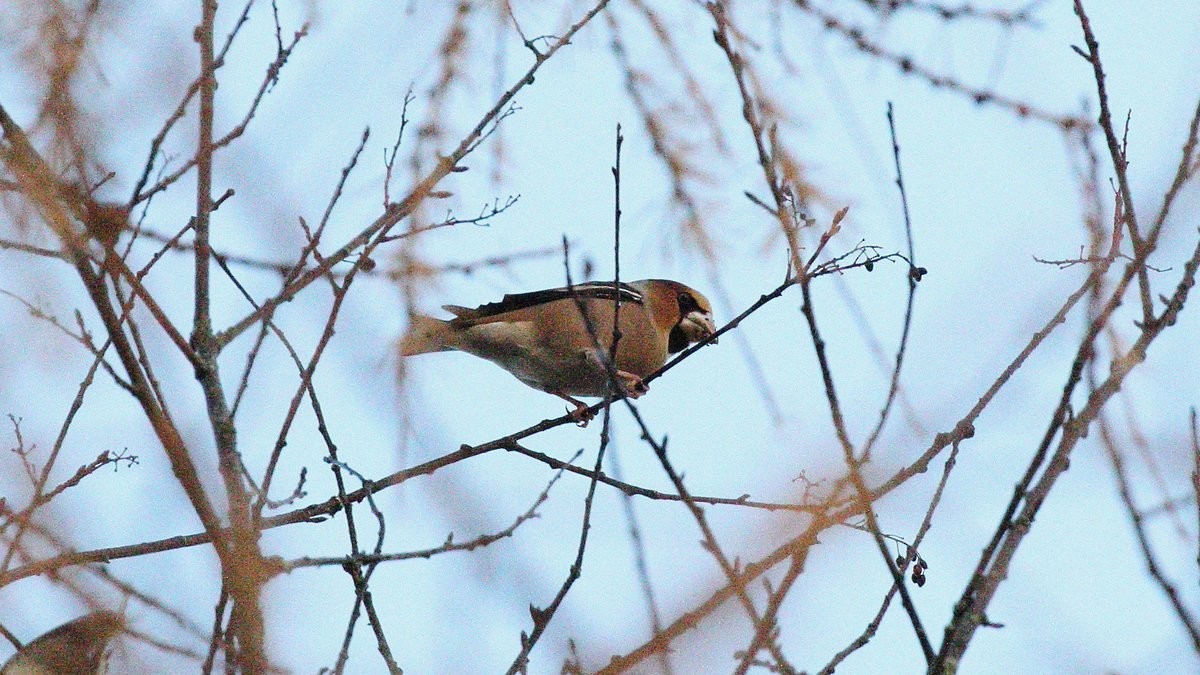 Hawfinch - ML230173101