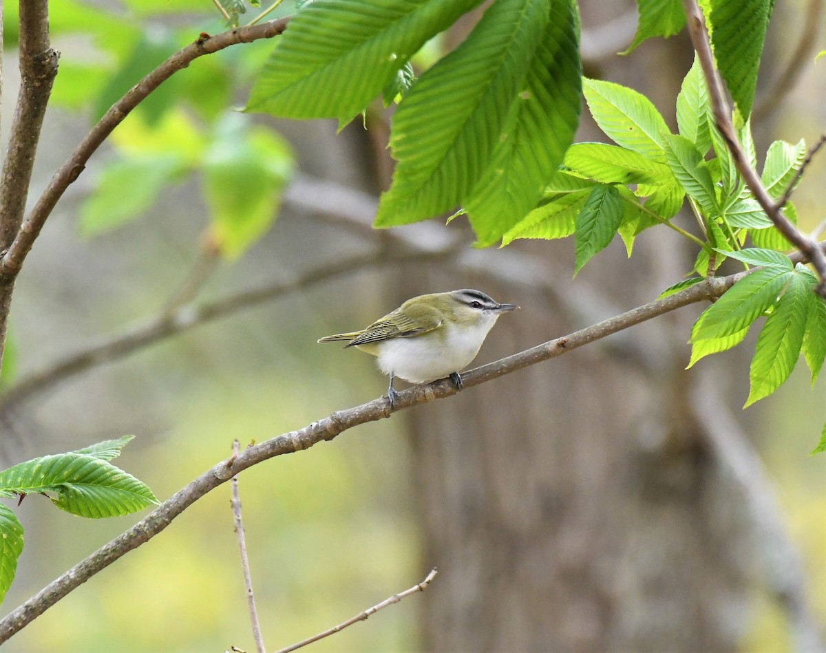 Vireo Ojirrojo - ML230174311