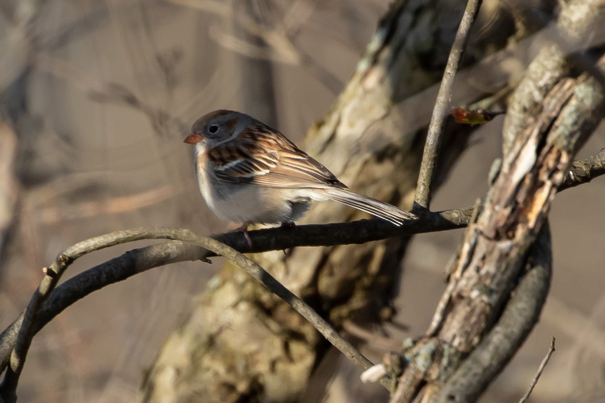 Field Sparrow - ML230175281