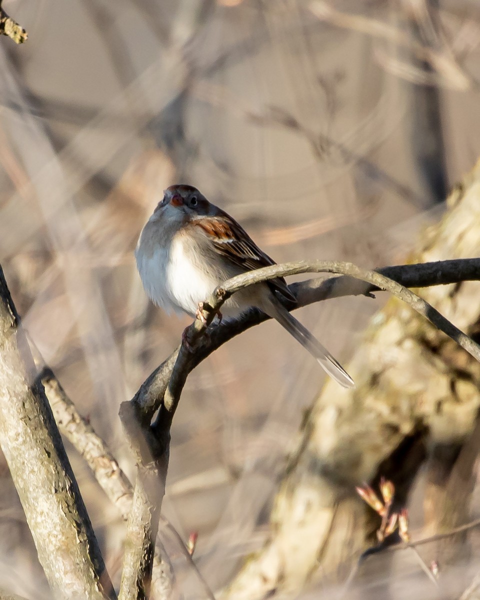 Field Sparrow - ML230175291