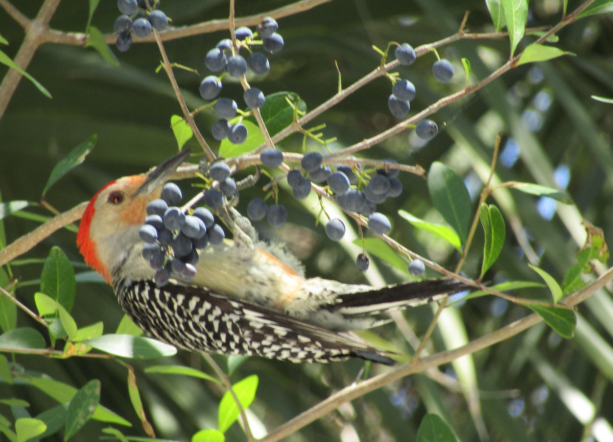 Red-bellied Woodpecker - ML230177411