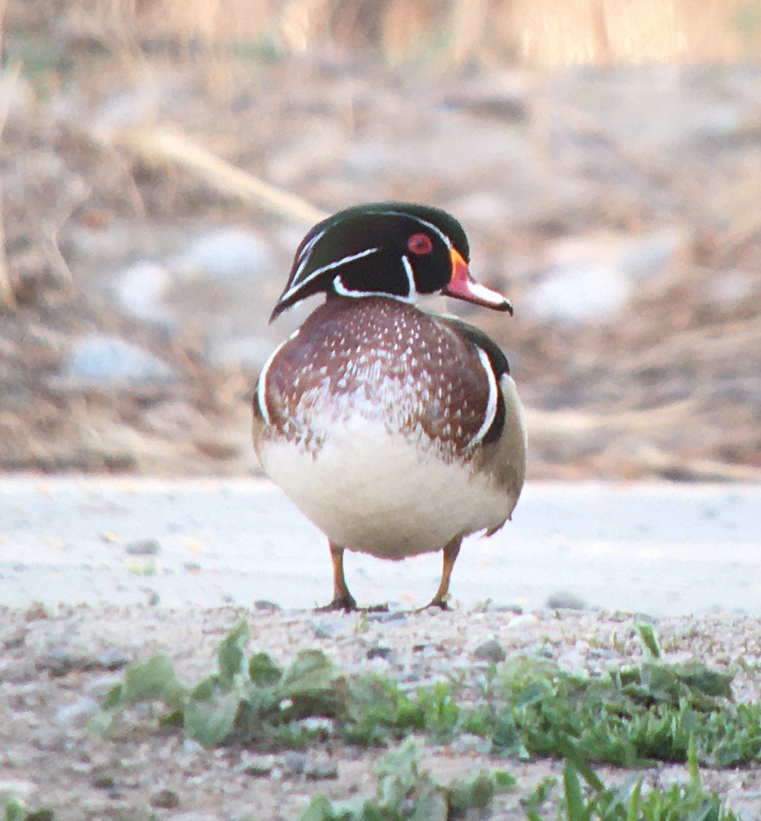 Wood Duck - ML230178621