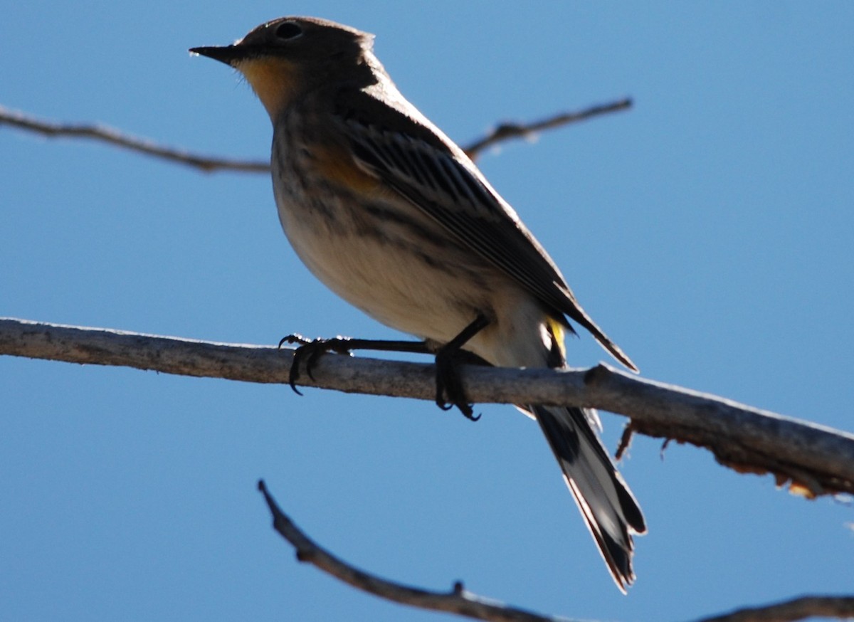 Yellow-rumped Warbler - ML230179101