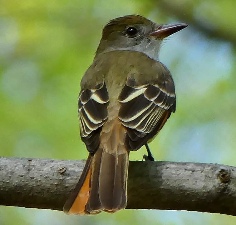 Great Crested Flycatcher - ML230180721