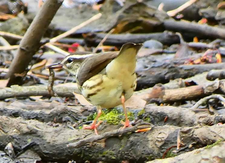 Louisiana Waterthrush - ML230181071