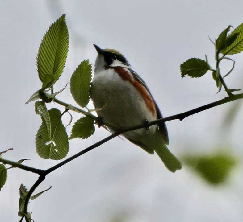 Chestnut-sided Warbler - ML230181141