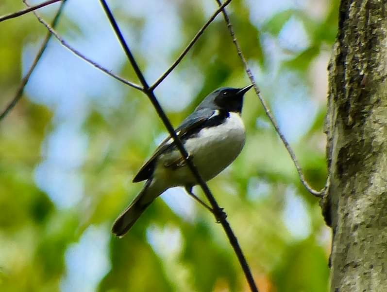 Black-throated Blue Warbler - ML230181201