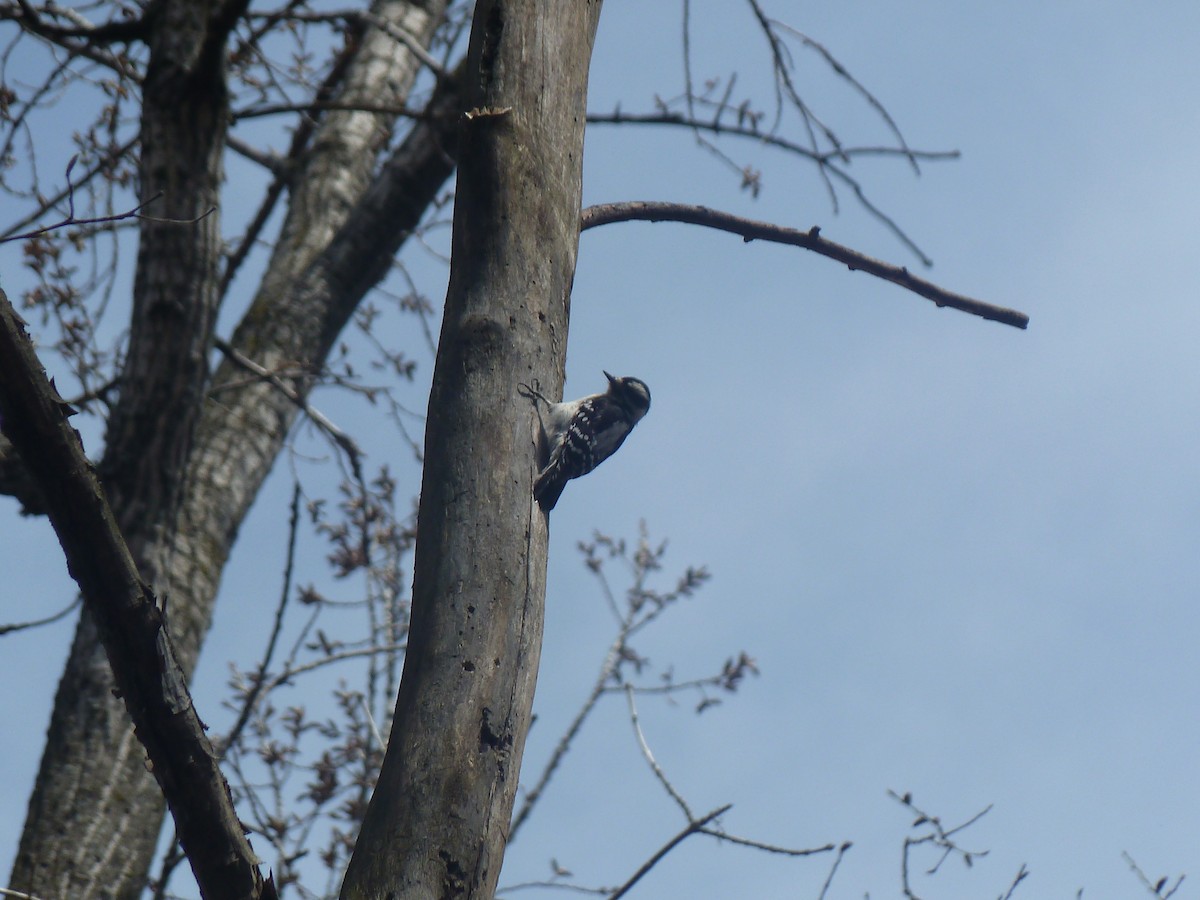 Downy Woodpecker - ML23018121