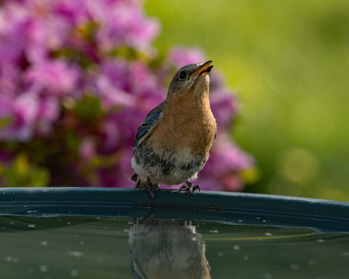 Eastern Bluebird - ML230181551