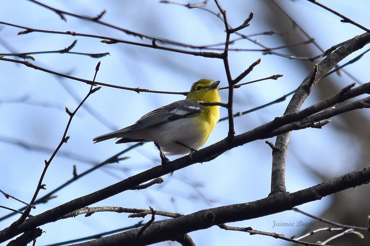 Sarı Gerdanlı Vireo - ML230181751