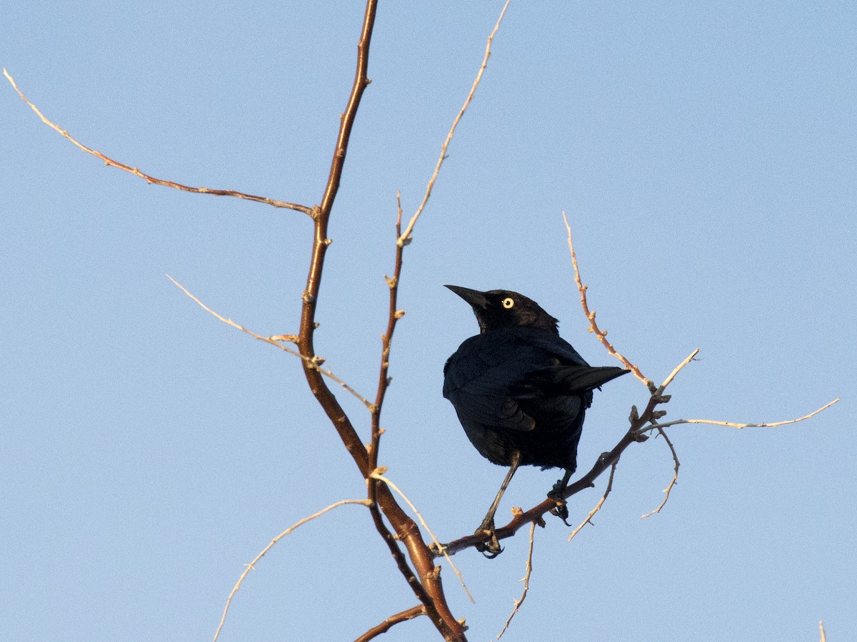 Brewer's Blackbird - ML230181761