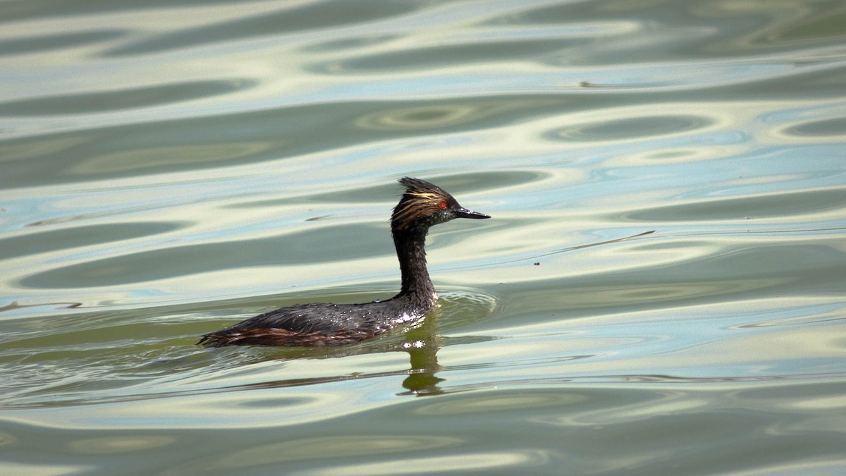 Eared Grebe - ML230181941