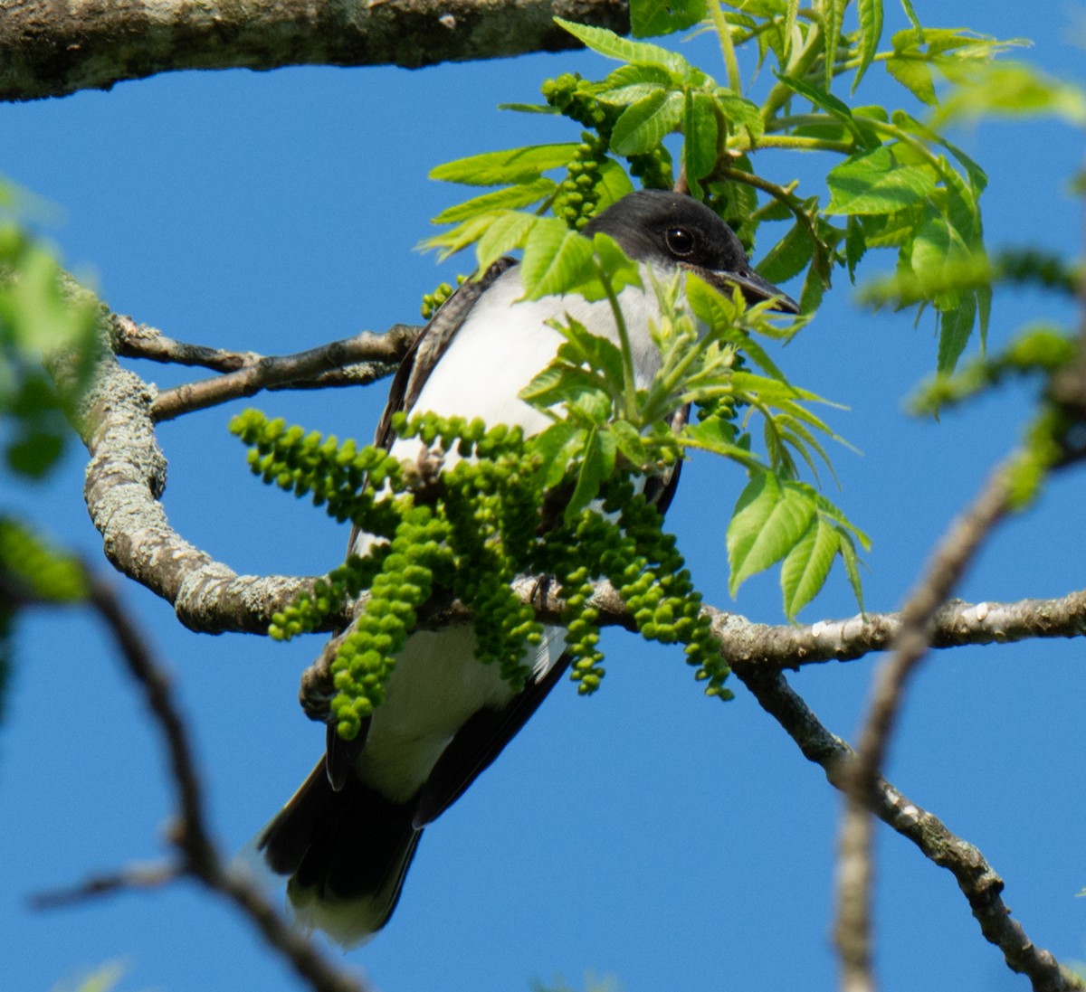 Eastern Kingbird - Jack and Shirley Foreman