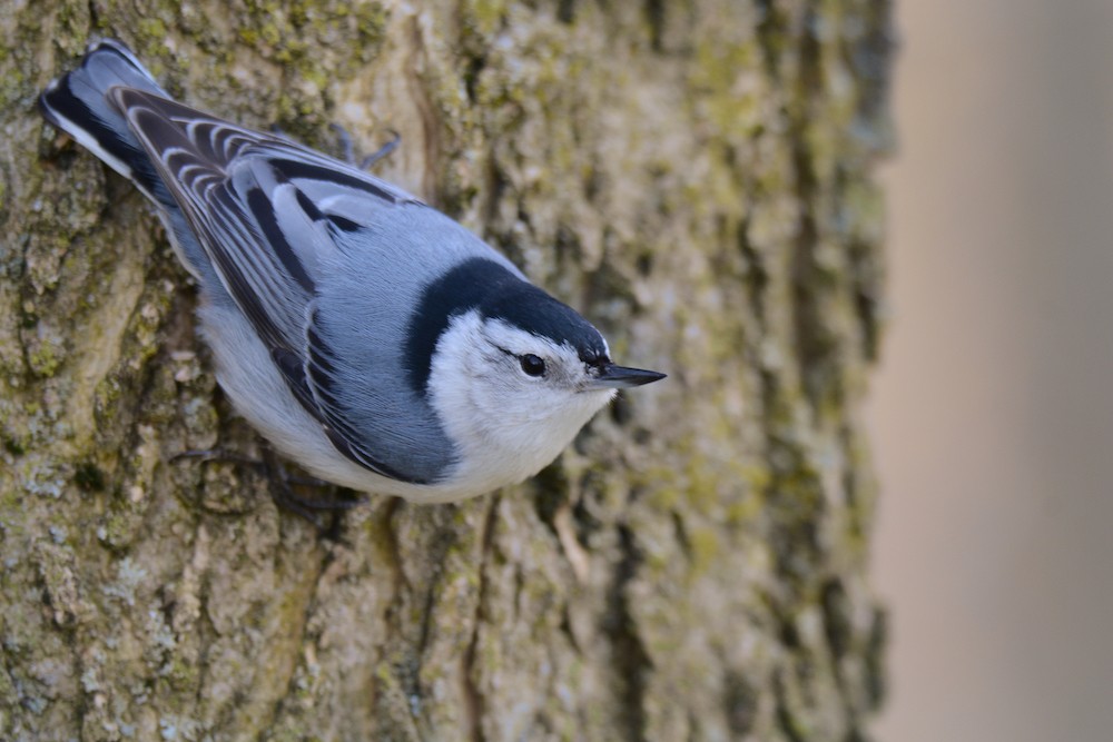 White-breasted Nuthatch - ML230185391