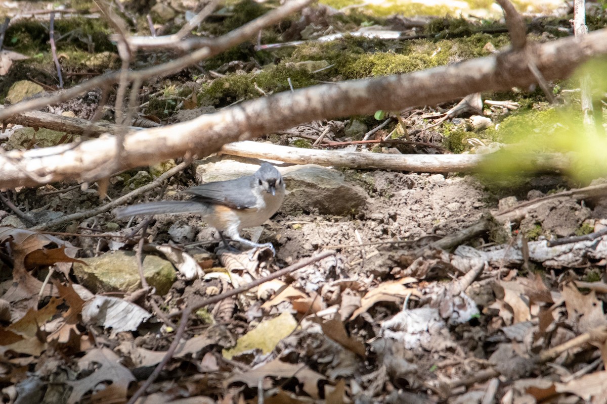 Tufted Titmouse - ML230185421