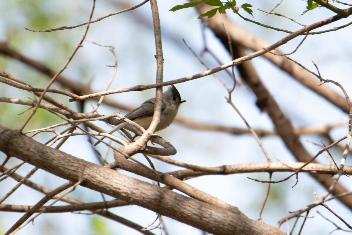 Tufted Titmouse - ML230185471