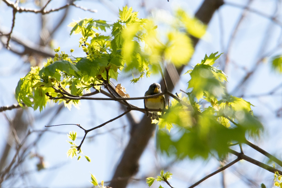 Northern Parula - ML230185581