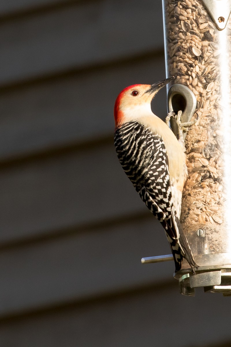 Red-bellied Woodpecker - Lewis Holmes