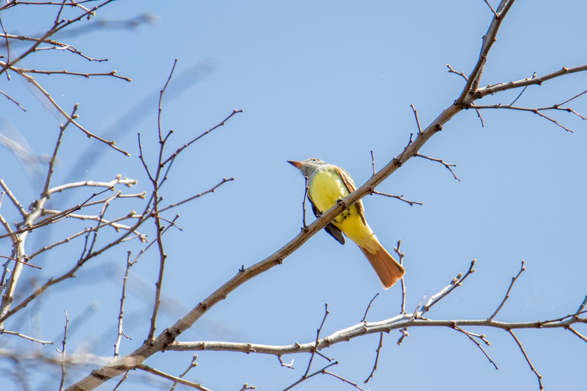 Great Crested Flycatcher - Mark Millard