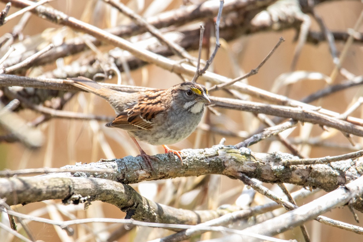 White-throated Sparrow - Mark Millard