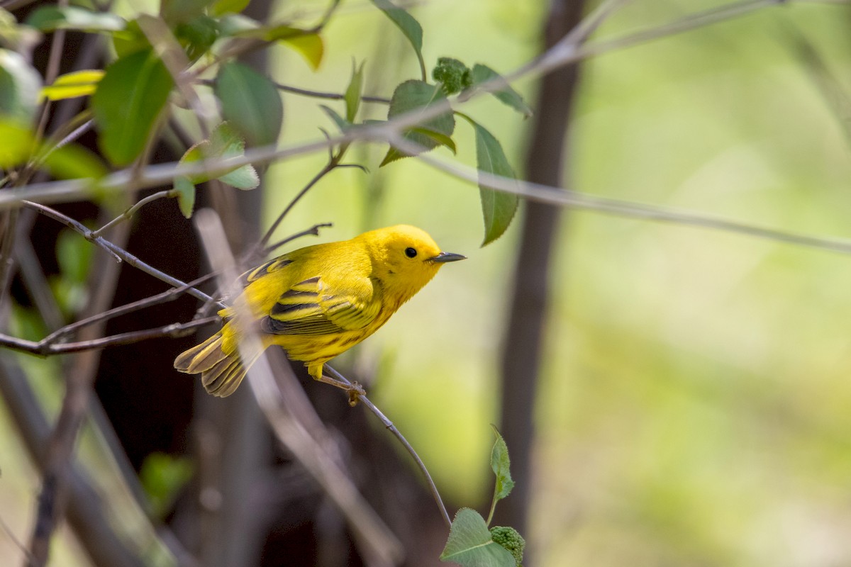 Yellow Warbler - ML230186091