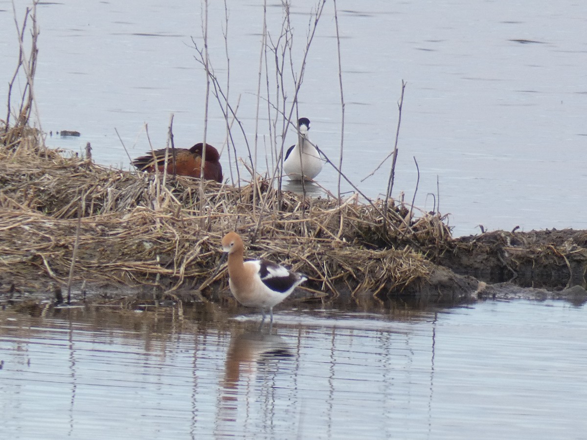 Cinnamon Teal - Dianne Leonhardt