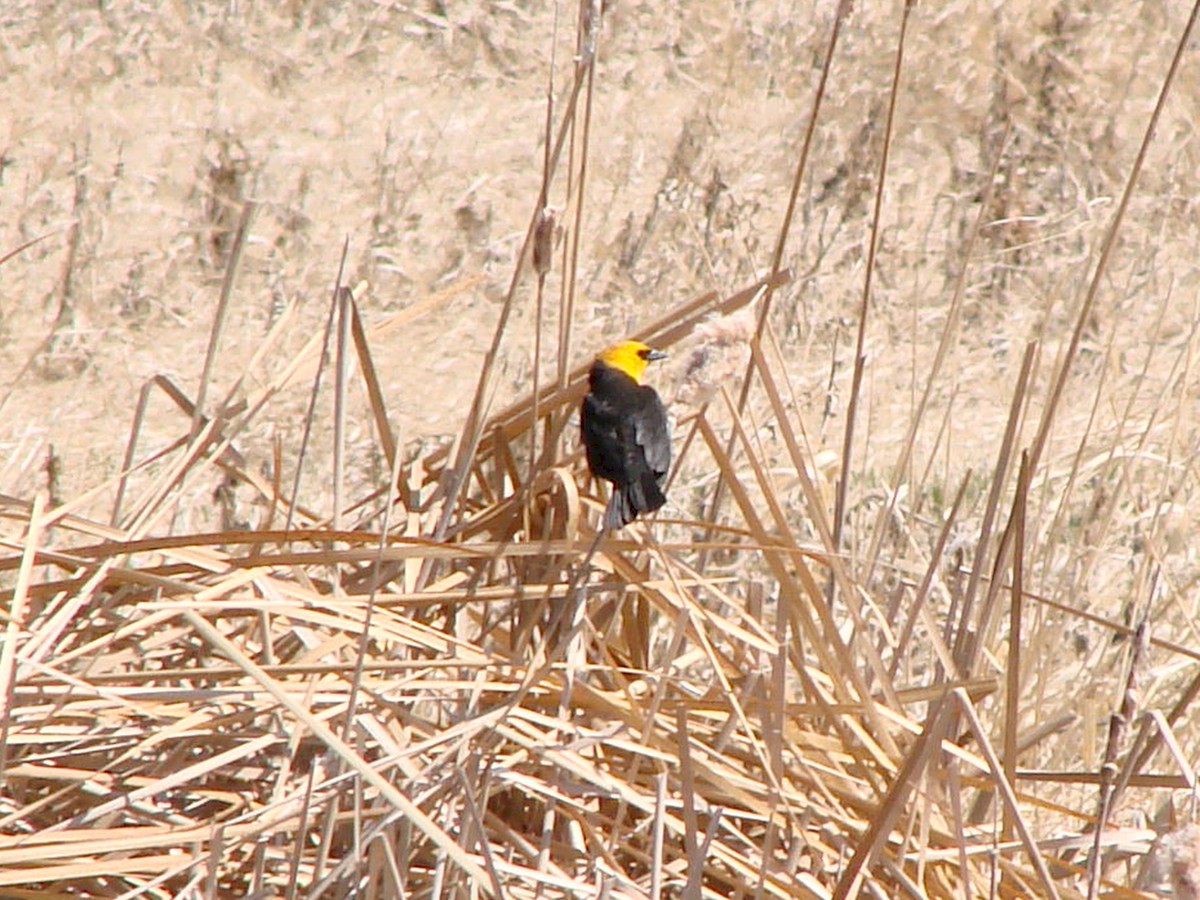 Yellow-headed Blackbird - ML230188931