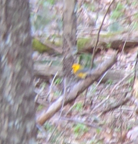 Prothonotary Warbler - ML230189601