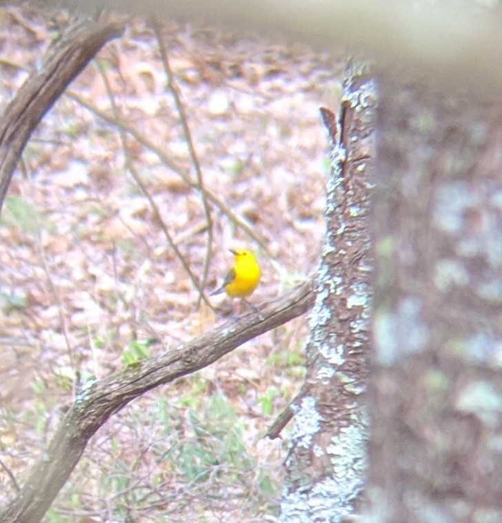 Prothonotary Warbler - ML230189611