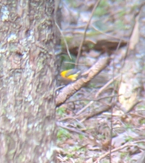 Prothonotary Warbler - ML230189631