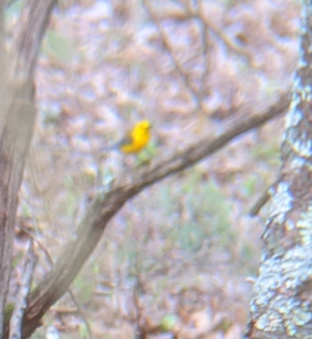 Prothonotary Warbler - ML230189641