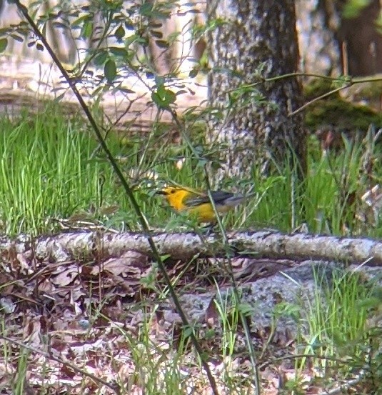 Prothonotary Warbler - ML230189671