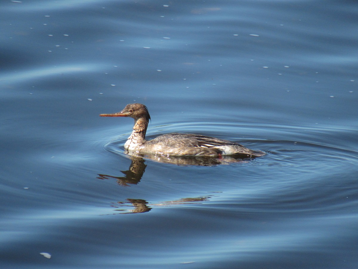 Red-breasted Merganser - ML230190081