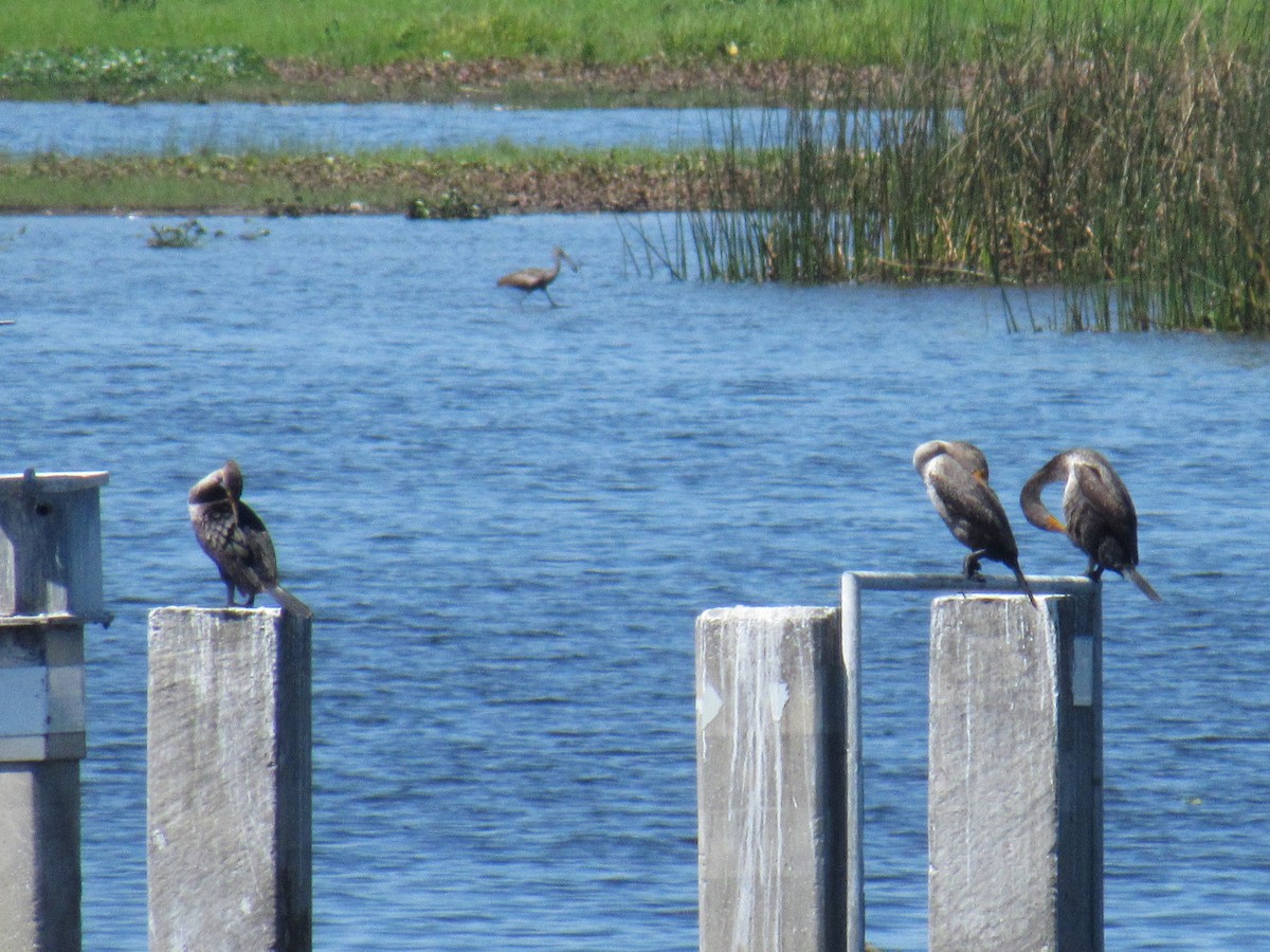 Cormoran à aigrettes - ML230191191