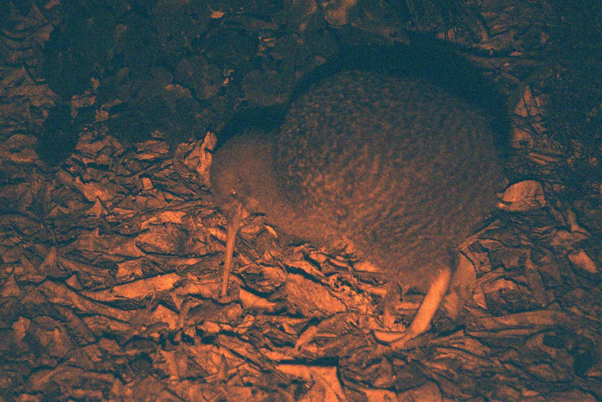 Little Spotted Kiwi - ML230191511