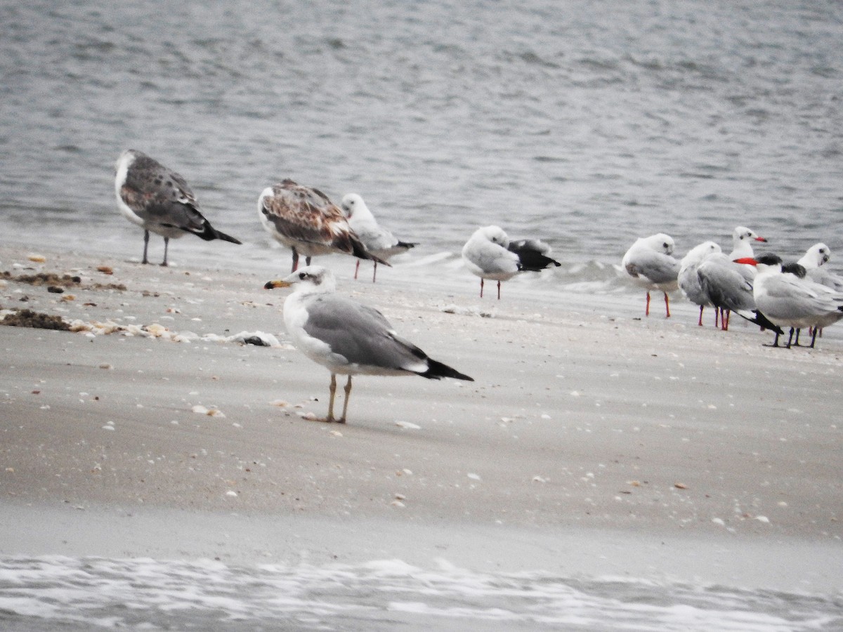 Pallas's Gull - Pam Rasmussen