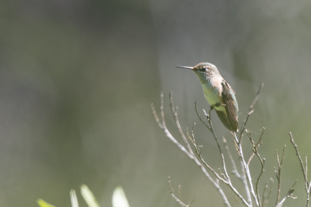 Calliope Hummingbird - ML230193051