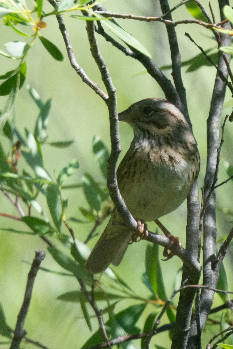 Lincoln's Sparrow - ML230193391