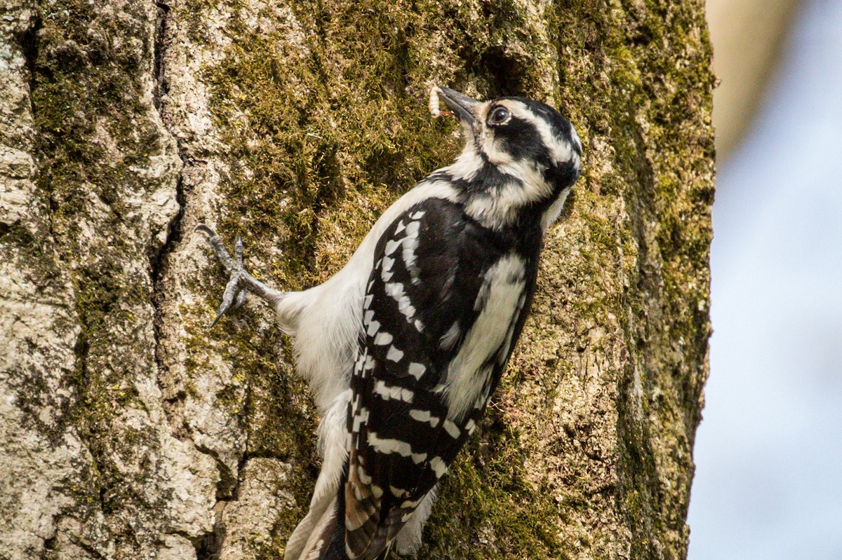 Hairy Woodpecker - Michael Warner